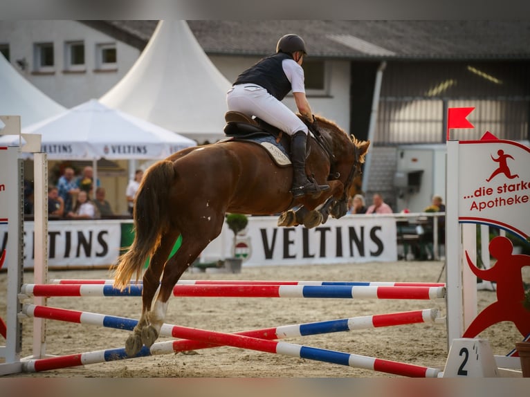 Freiberger Merrie 13 Jaar 158 cm Vos in M&#xF6;hneseeM&#xF6;hnesee