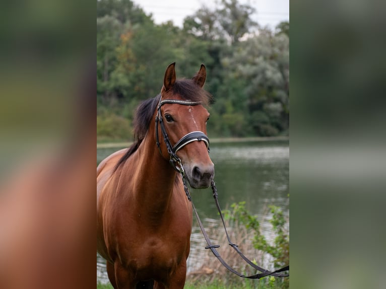 Freiberger Mix Merrie 14 Jaar 140 cm Vos in B&#xFC;tschwil SG