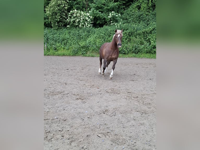 Freiberger Merrie 15 Jaar 152 cm Donkere-vos in Bettwil