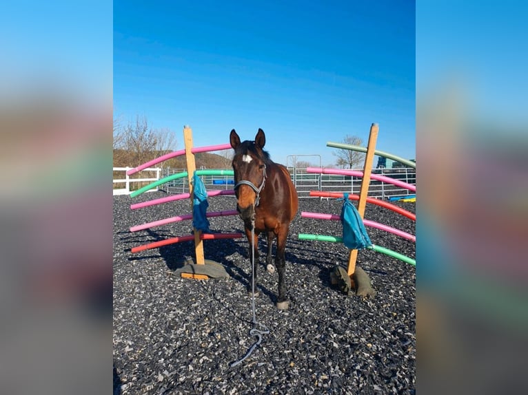 Freiberger Merrie 15 Jaar 162 cm Donkerbruin in Halberstadt