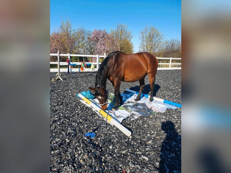 Freiberger Merrie 15 Jaar 162 cm Donkerbruin in Halberstadt