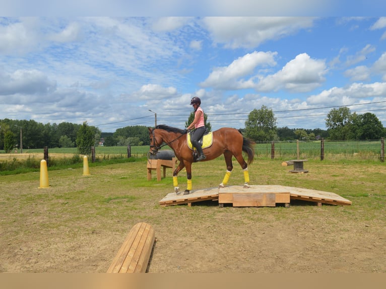 Freiberger Merrie 16 Jaar 160 cm Bruin in Hoeselt