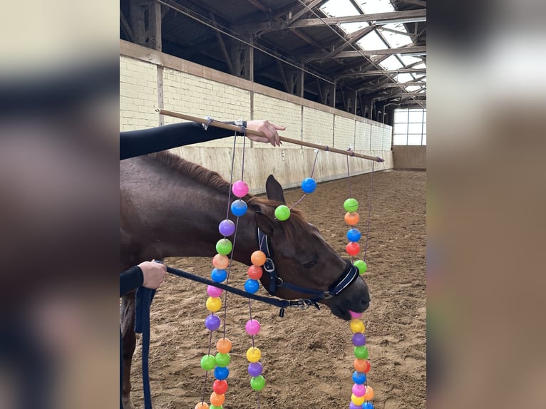 Freiberger Mix Merrie 16 Jaar 160 cm Donkere-vos in Oberding