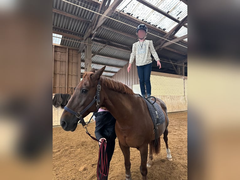 Freiberger Mix Merrie 16 Jaar 160 cm Donkere-vos in Oberding