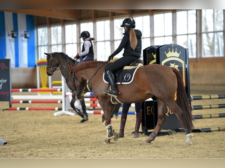 Freiberger Mix Merrie 16 Jaar 160 cm Donkere-vos in Oberding