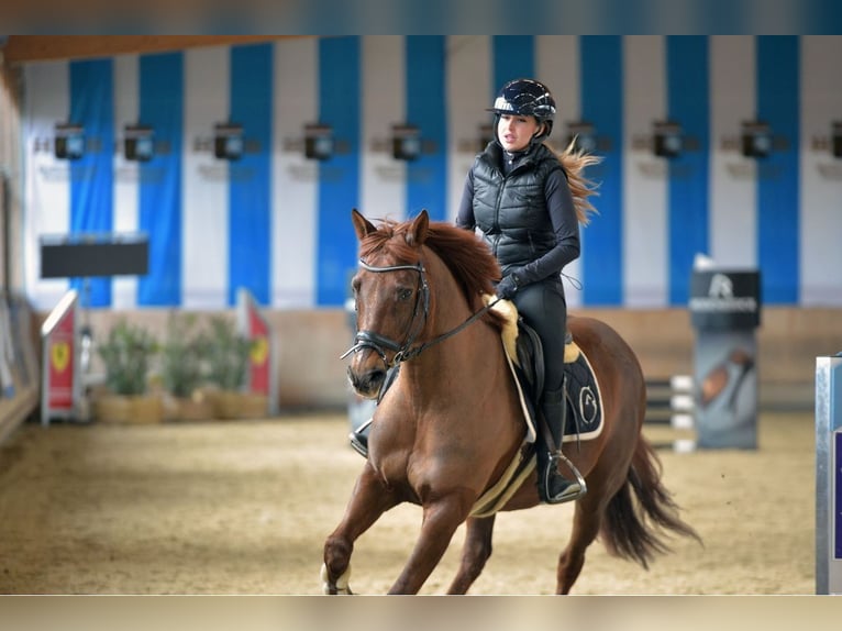 Freiberger Mix Merrie 16 Jaar 160 cm Donkere-vos in Oberding