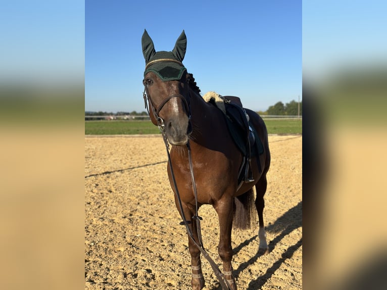 Freiberger Mix Merrie 16 Jaar 160 cm Donkere-vos in Oberding