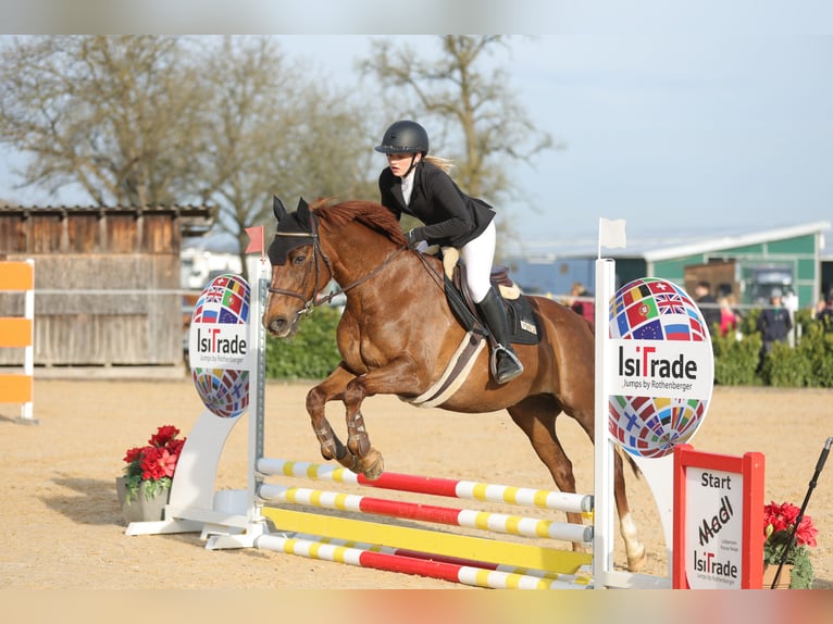 Freiberger Mix Merrie 16 Jaar 160 cm Donkere-vos in Oberding