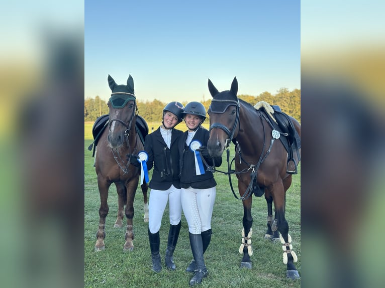 Freiberger Mix Merrie 16 Jaar 160 cm Donkere-vos in Oberding