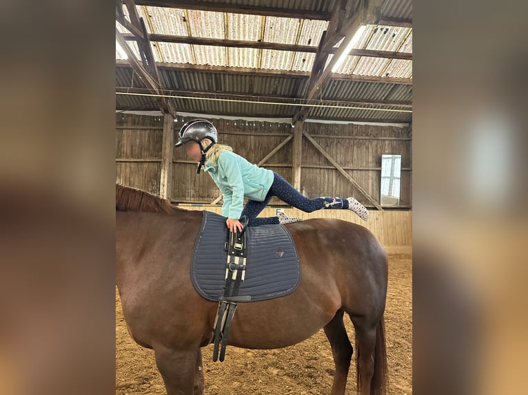 Freiberger Mix Merrie 16 Jaar 160 cm Donkere-vos in Oberding