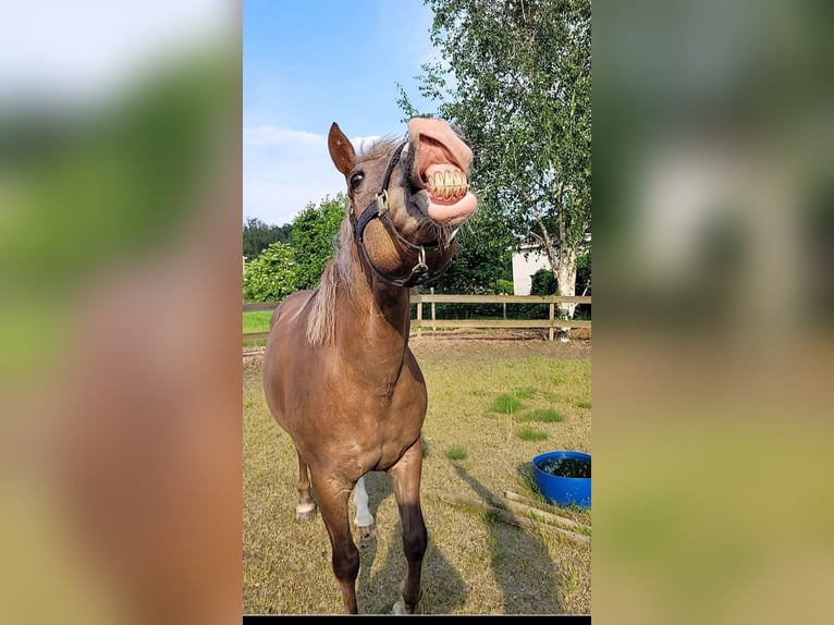 Freiberger Mix Merrie 17 Jaar 155 cm in Hoeilaart