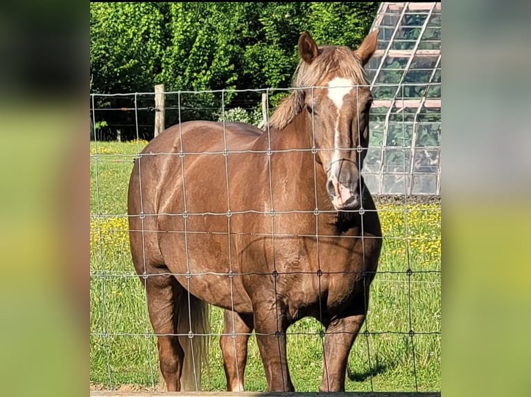 Freiberger Mix Merrie 17 Jaar 155 cm in Hoeilaart