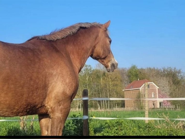Freiberger Mix Merrie 17 Jaar 155 cm in Hoeilaart