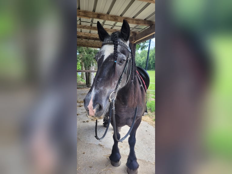 Freiberger Mix Merrie 17 Jaar 155 cm in Hoeilaart