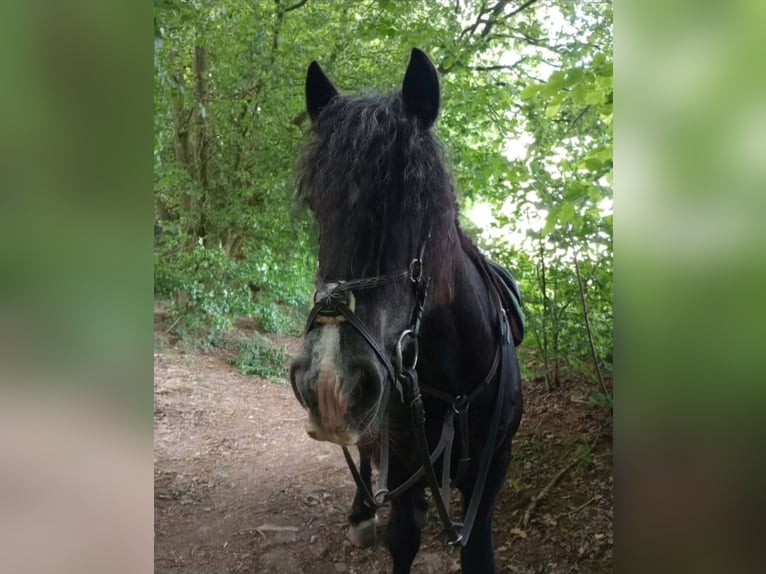 Freiberger Mix Merrie 17 Jaar 155 cm in Hoeilaart