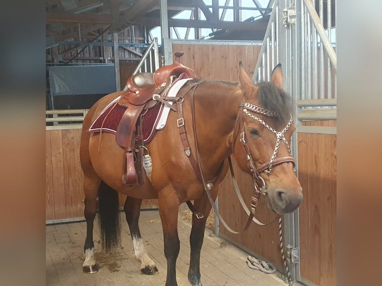 Freiberger Merrie 17 Jaar 157 cm Bruin in Wald