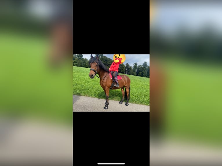 Freiberger Merrie 17 Jaar 173 cm Donkerbruin in Ursenbach