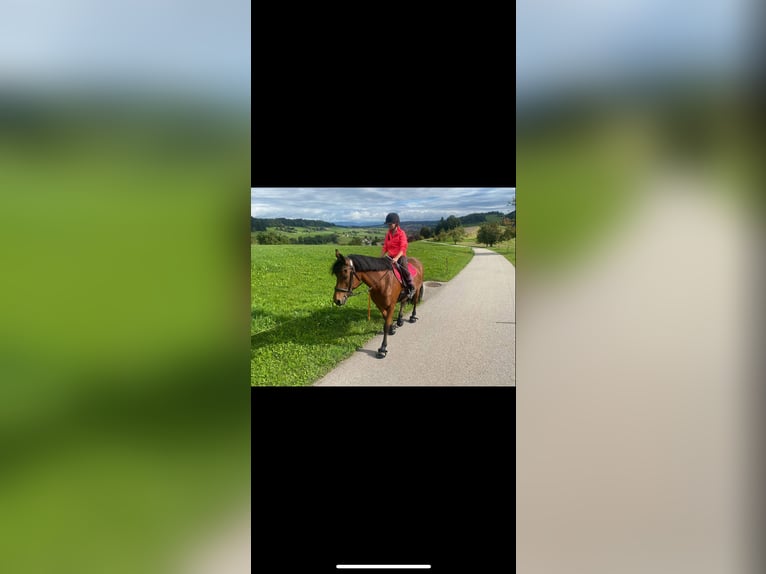 Freiberger Merrie 17 Jaar 173 cm Donkerbruin in Ursenbach