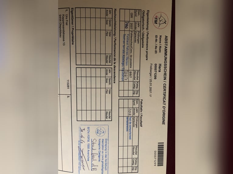 Freiberger Merrie 18 Jaar 160 cm Vos in Bad Camberg