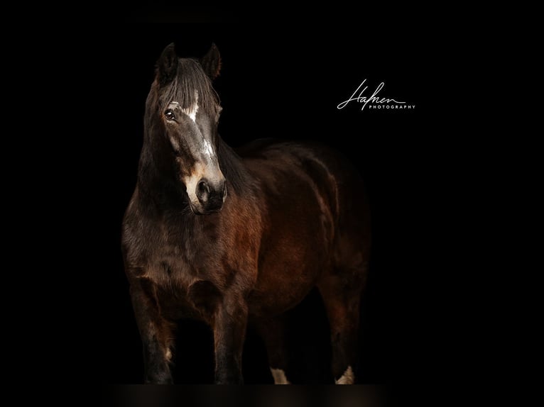 Freiberger Mix Merrie 18 Jaar 169 cm Bruin in Niederdorf