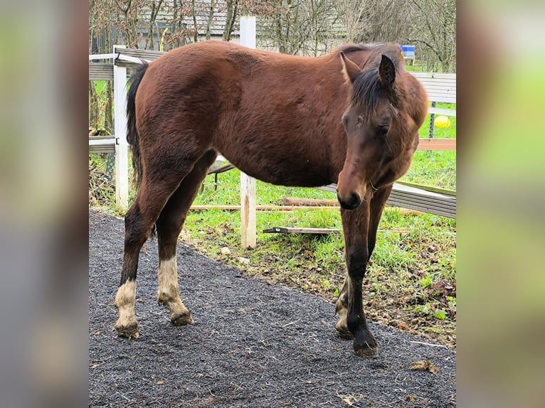 Freiberger Merrie 1 Jaar 140 cm Bruin in Übach-Palenberg