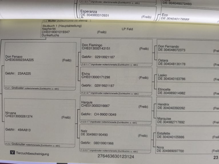 Freiberger Merrie 1 Jaar 140 cm Bruin in Übach-Palenberg