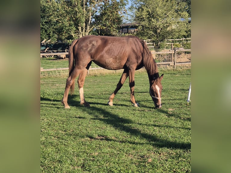 Freiberger Mix Merrie 1 Jaar 145 cm Vos in Blankenheim