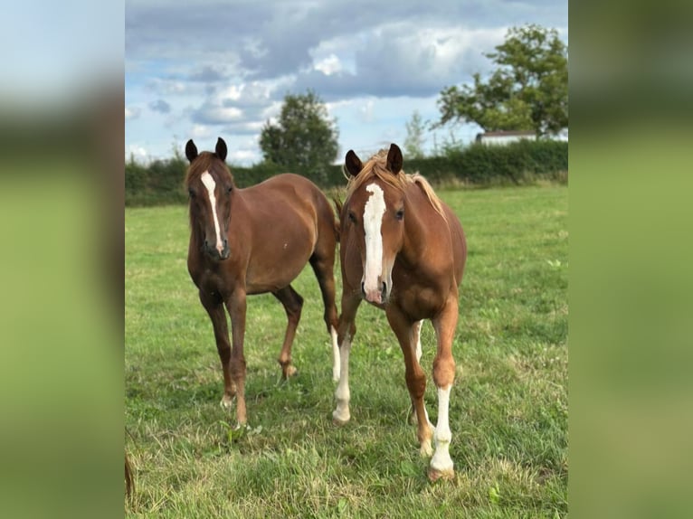 Freiberger Mix Merrie 1 Jaar 145 cm Vos in Blankenheim