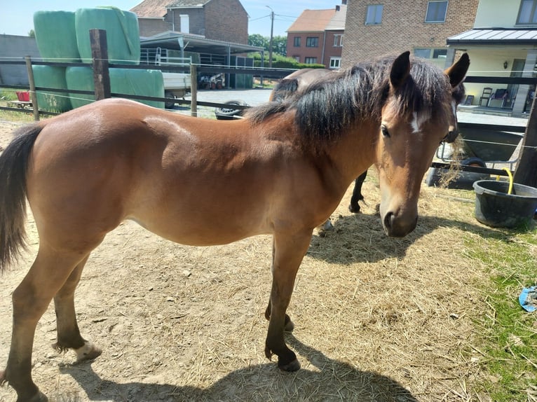Freiberger Mix Merrie 1 Jaar 147 cm Bruin in Tongeren