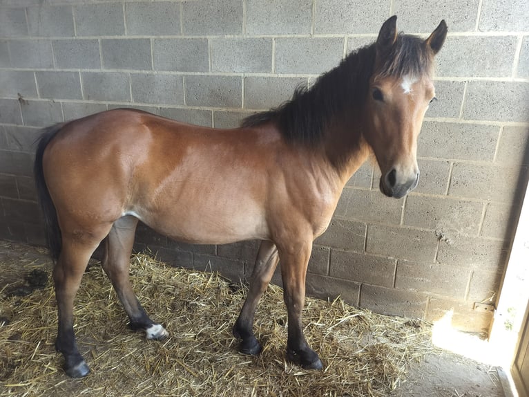Freiberger Mix Merrie 1 Jaar 147 cm Bruin in Tongeren