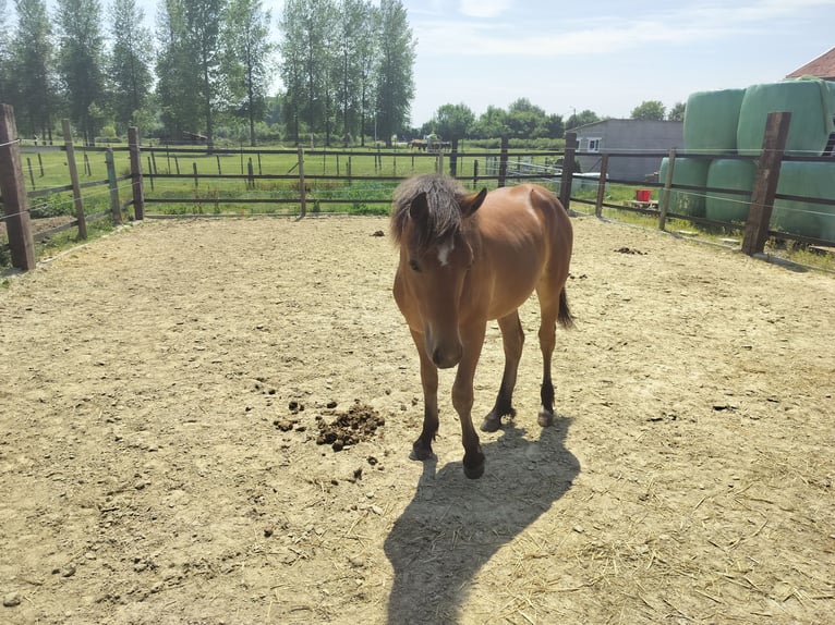 Freiberger Mix Merrie 1 Jaar 147 cm Bruin in Tongeren