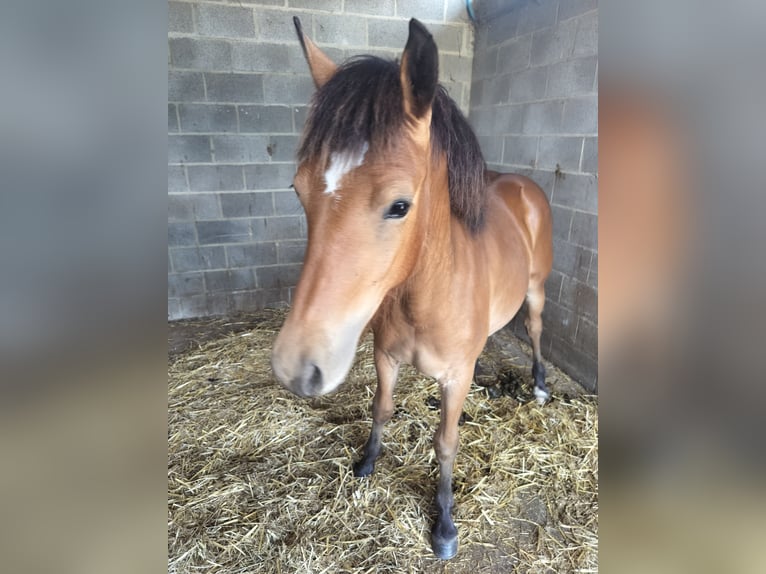 Freiberger Mix Merrie 1 Jaar 147 cm Bruin in Tongeren
