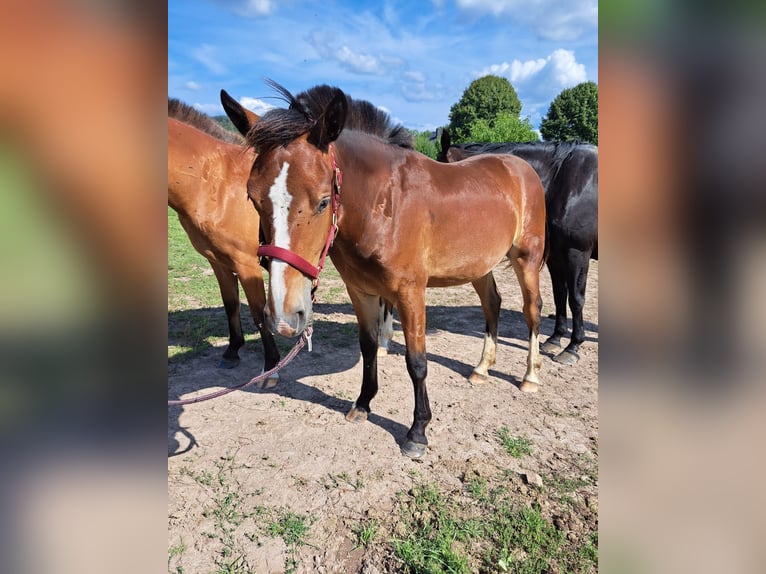 Freiberger Merrie 1 Jaar 158 cm Bruin in L&#xFC;gde