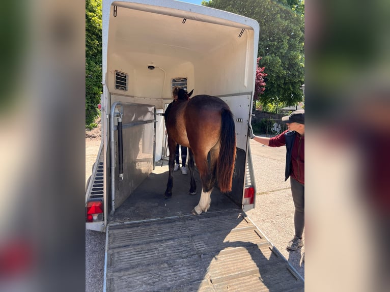Freiberger Merrie 1 Jaar 158 cm Bruin in L&#xFC;gde