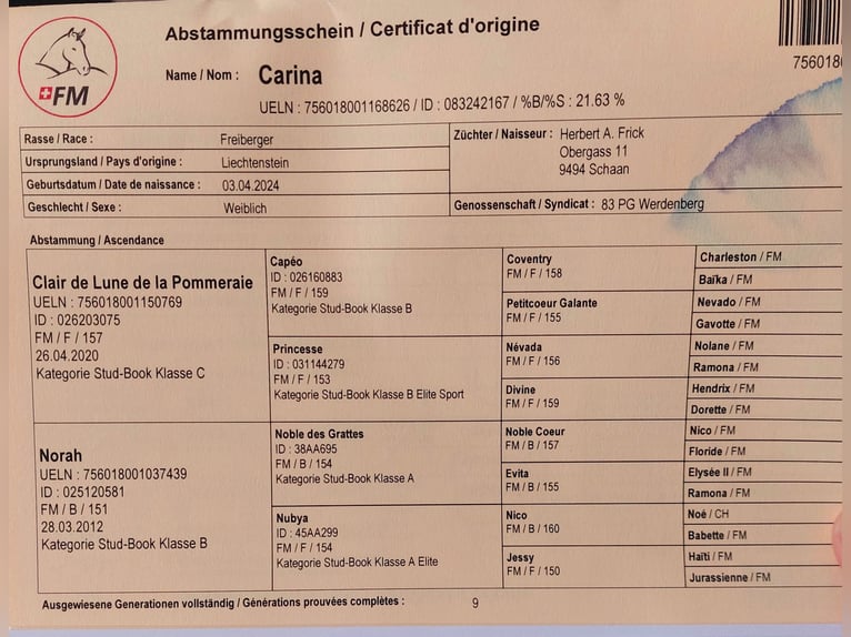 Freiberger Merrie 1 Jaar 158 cm Bruin in Schaan