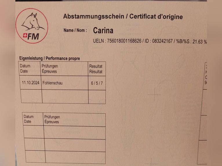 Freiberger Merrie 1 Jaar 158 cm Bruin in Schaan