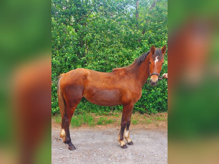 Freiberger Merrie 1 Jaar 158 cm Bruin in Schaan