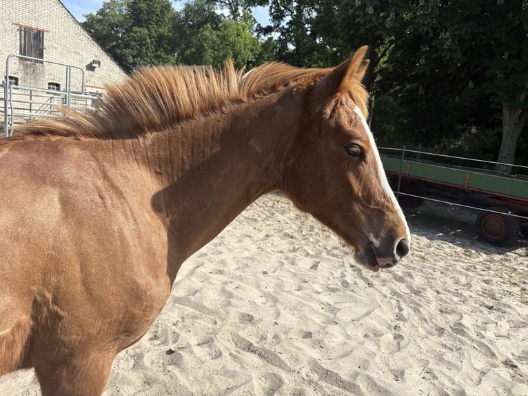 Freiberger Merrie 1 Jaar 158 cm Vos in Rhauderfehn