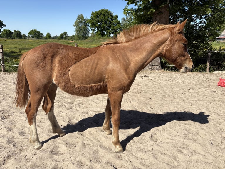 Freiberger Merrie 1 Jaar 158 cm Vos in Rhauderfehn