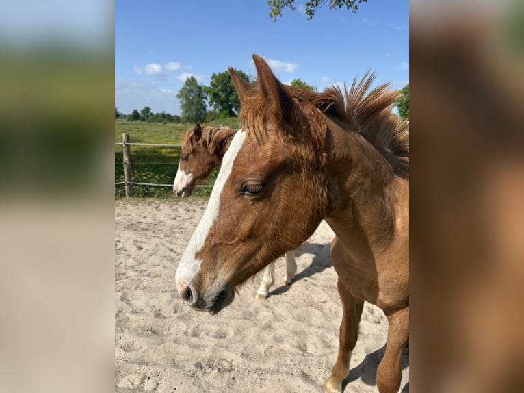 Freiberger Merrie 1 Jaar 158 cm Vos in Rhauderfehn