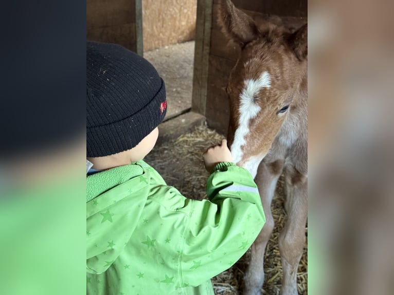 Freiberger Mix Merrie 1 Jaar Bruin in Ardez