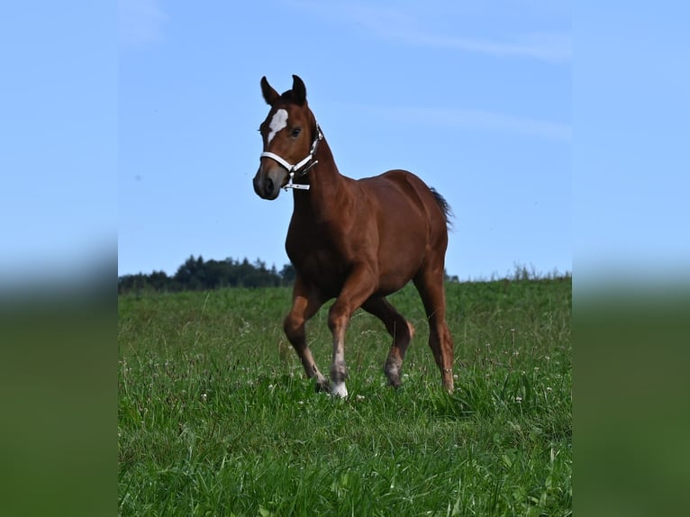 Freiberger Merrie 1 Jaar Bruin in Grossdietwil