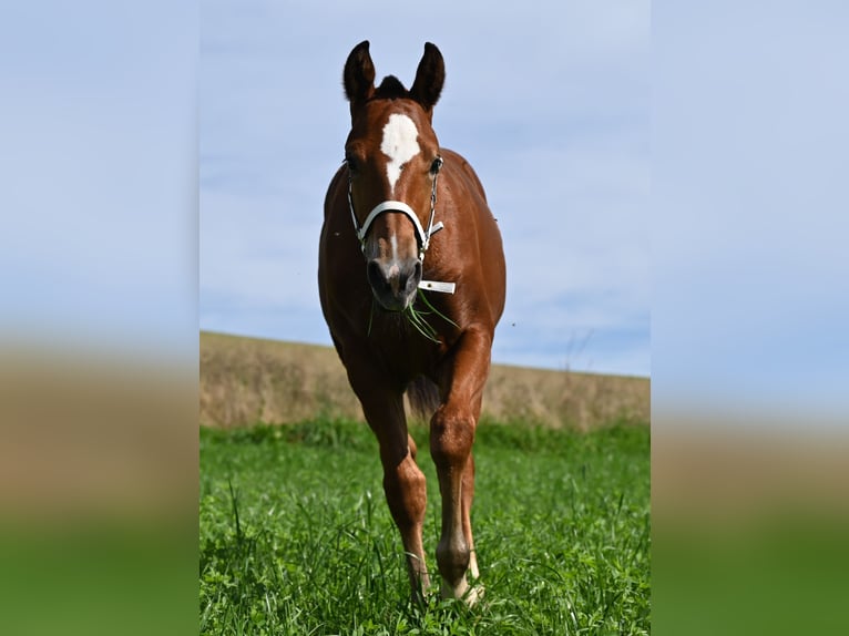 Freiberger Merrie 1 Jaar Bruin in Grossdietwil
