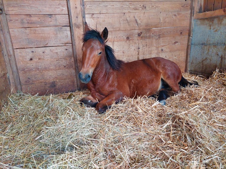 Freiberger Merrie 1 Jaar Bruin in Innerberg