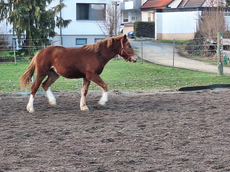 Freiberger Merrie 1 Jaar Vos in Langenau