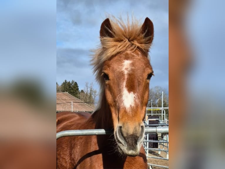 Freiberger Merrie 20 Jaar 152 cm Vos in Hosenruck