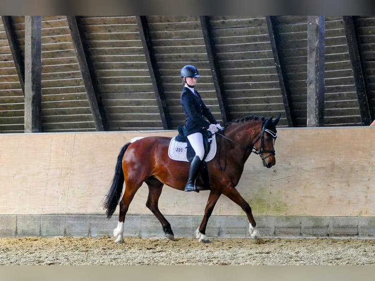 Freiberger Merrie 20 Jaar 155 cm Bruin in K&#xF6;nigslutter am Elm