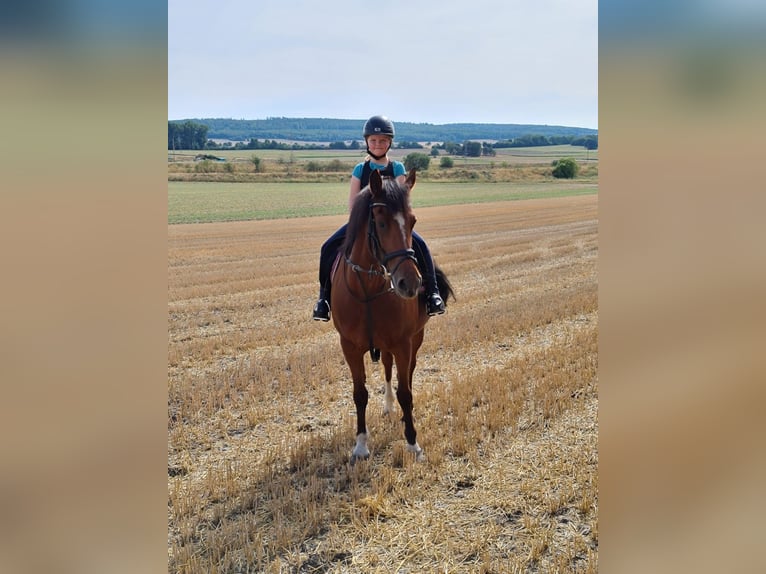 Freiberger Merrie 20 Jaar 155 cm Bruin in K&#xF6;nigslutter am Elm