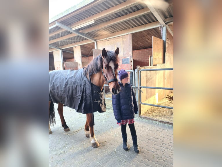 Freiberger Merrie 20 Jaar 155 cm Bruin in K&#xF6;nigslutter am Elm