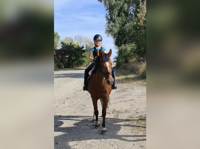 Freiberger Merrie 20 Jaar 155 cm Bruin in K&#xF6;nigslutter am Elm